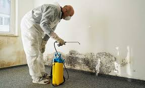 Mold Odor Removal Services in Malakoff, TX