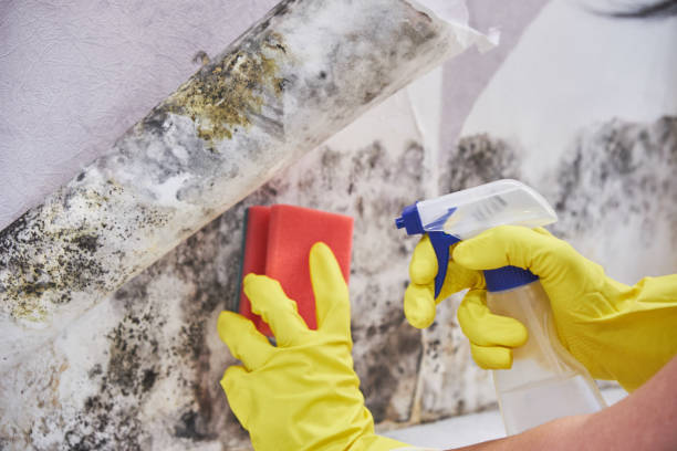 Best Mold Prevention Services  in Malakoff, TX